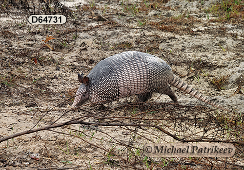 Dasypus novemcinctus